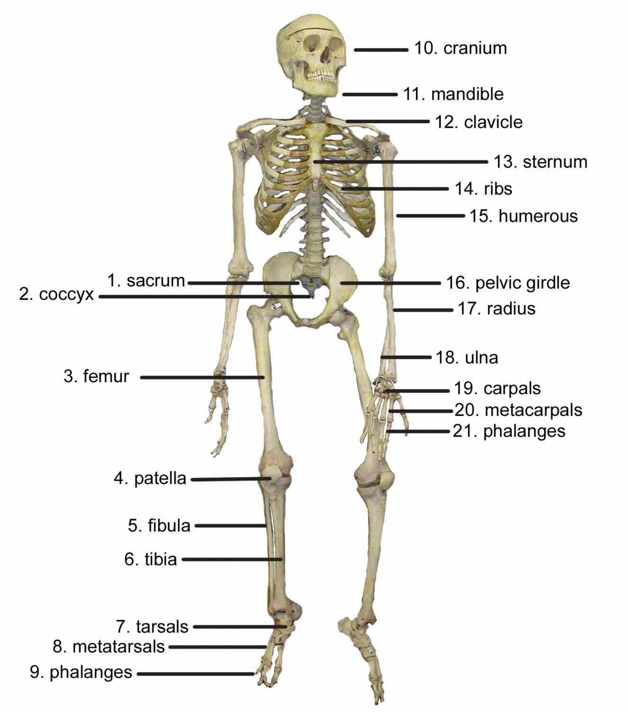 Human Skeleton Diagram Clarified