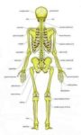 Human Skeleton Diagram Posterior View