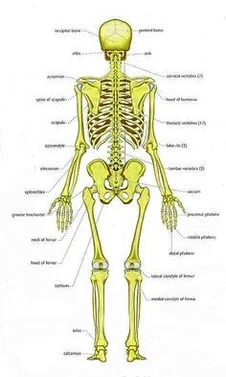 Human Skeleton Diagram Posterior View