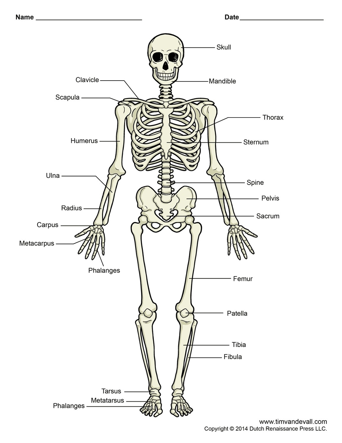 Human Skeleton Diagram