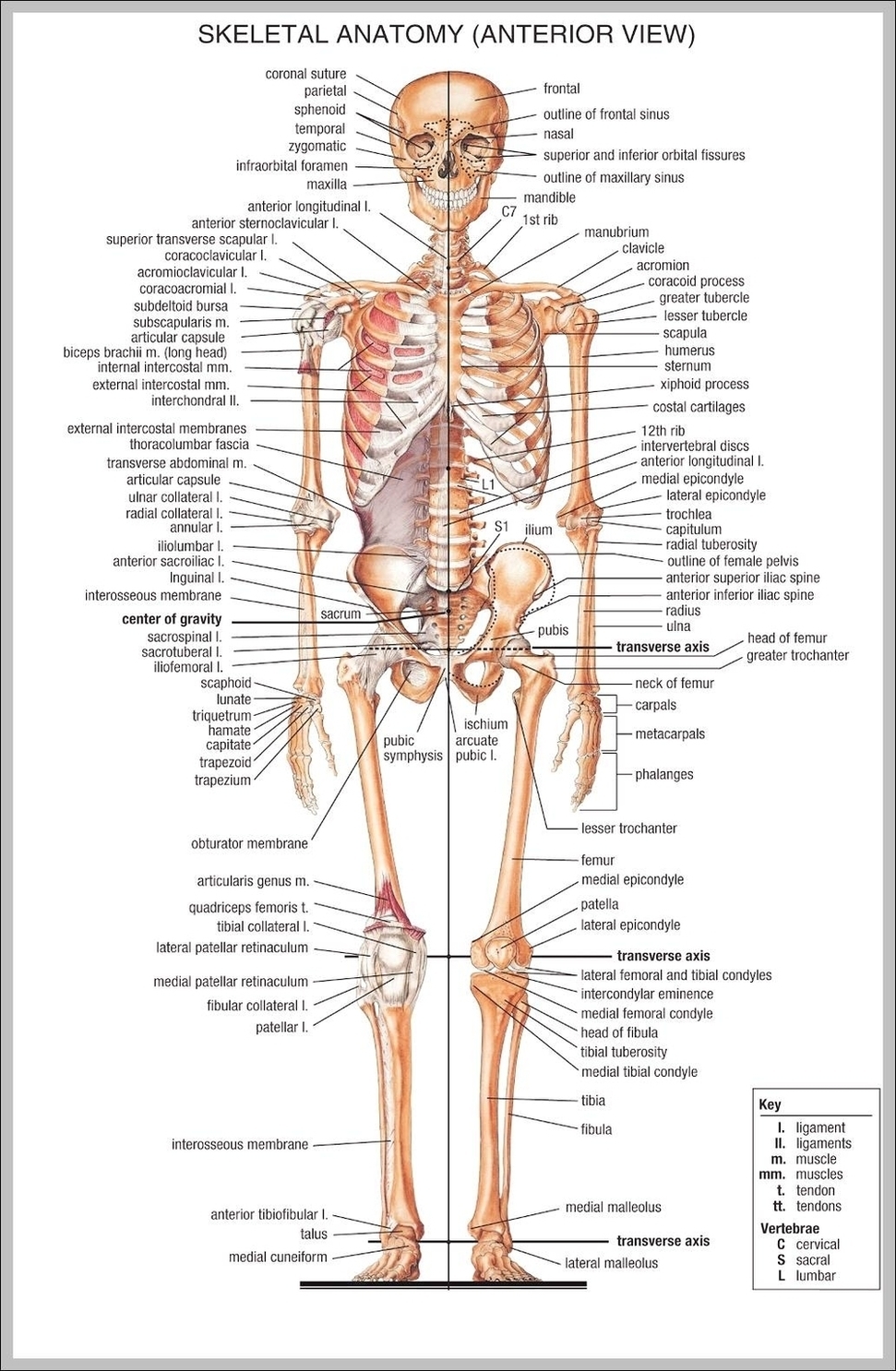 Human Skeleton Labeled Bones Image