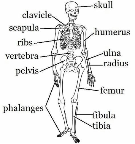 Human Skeleton Labeled