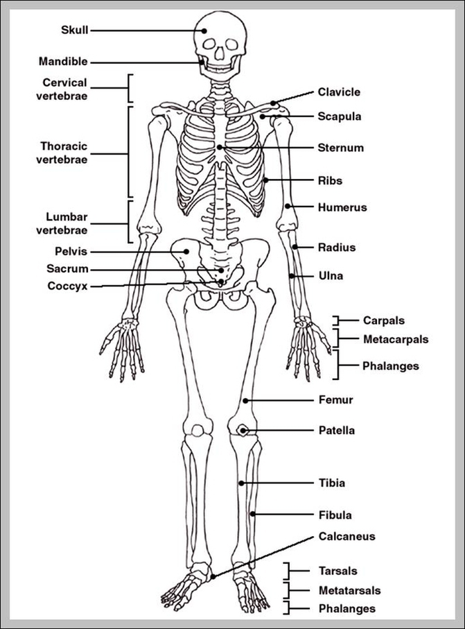 Human Skeleton With Bones Labeled Image