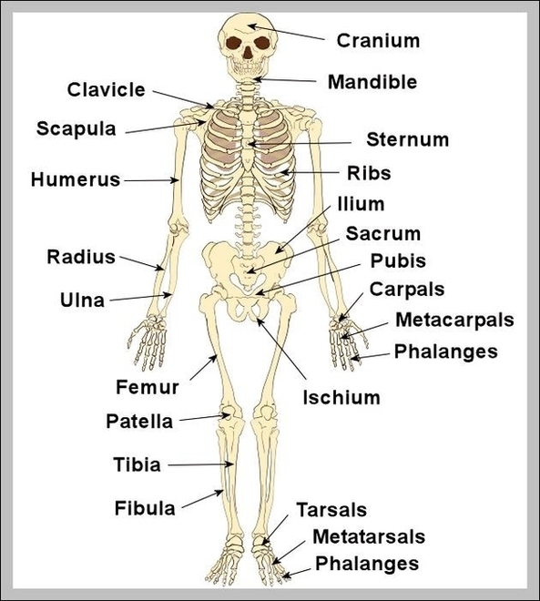 Human Skeleton With Labels 2 Image
