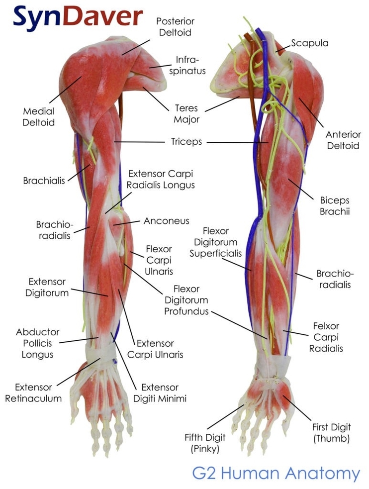 Human Skin Diagram Example Of