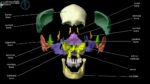 Human Skull Anatomy Clarified