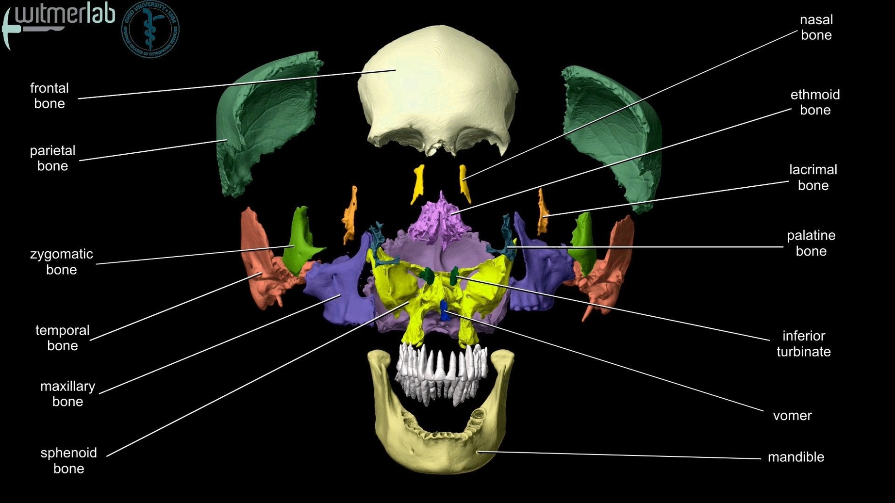 Human Skull Anatomy Clarified