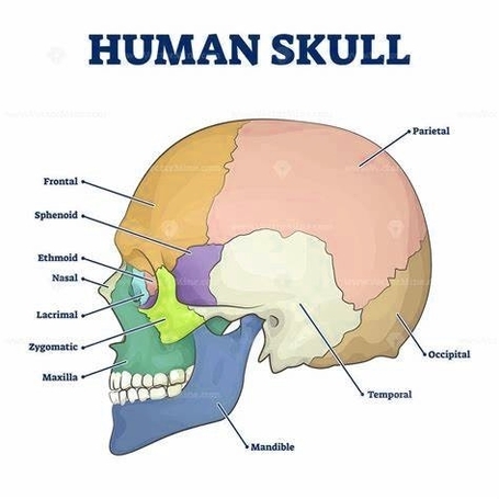 Human Skull Anatomy Study