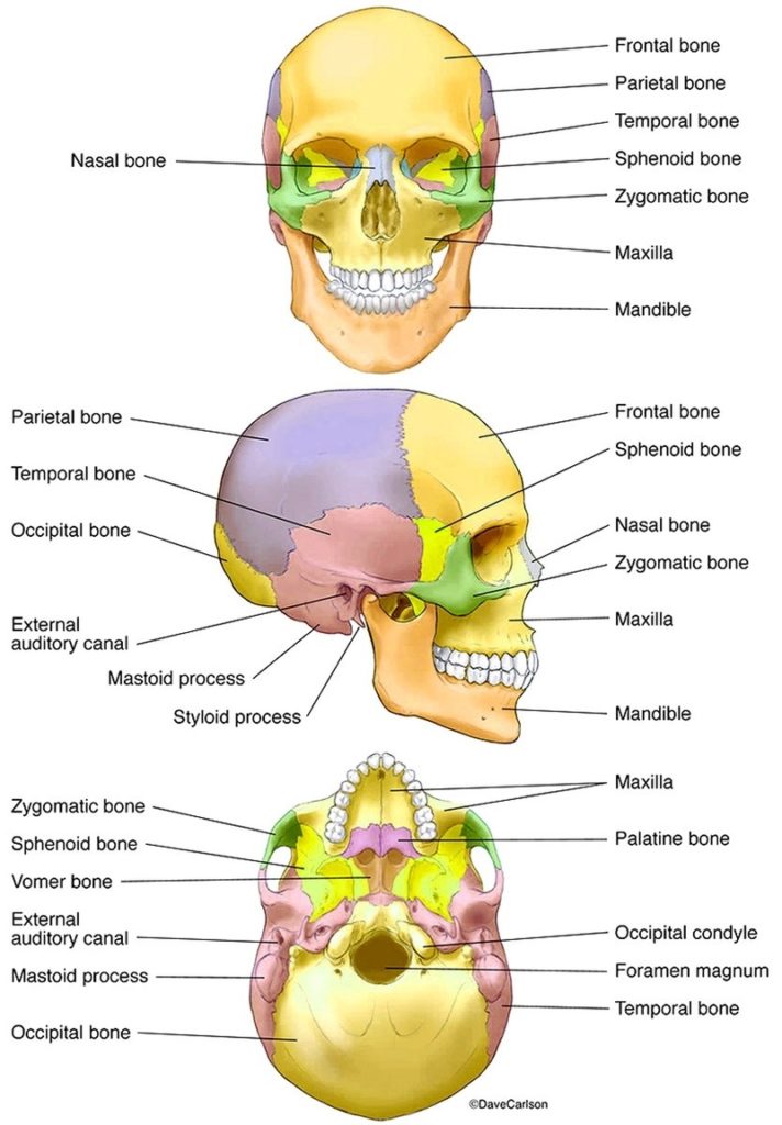 Human Skull Bones