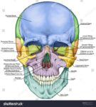 Human Skull Bones Definition