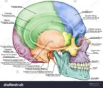 Human Skull Cranium