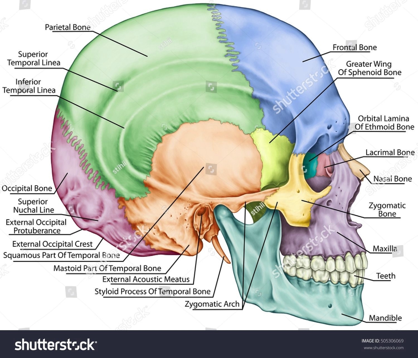 Human Skull Cranium