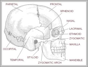 Human Skull Diagram With Labels Image 