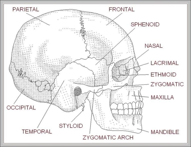 Human Skull Diagram With Labels Image | Anatomy System - Human Body ...