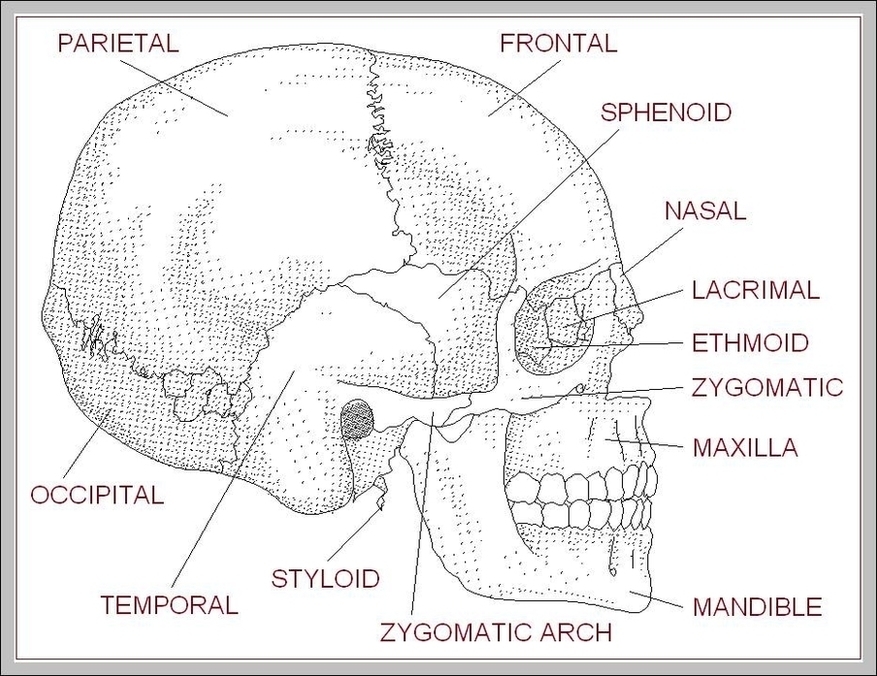 Human Skull Diagram With Labels Image