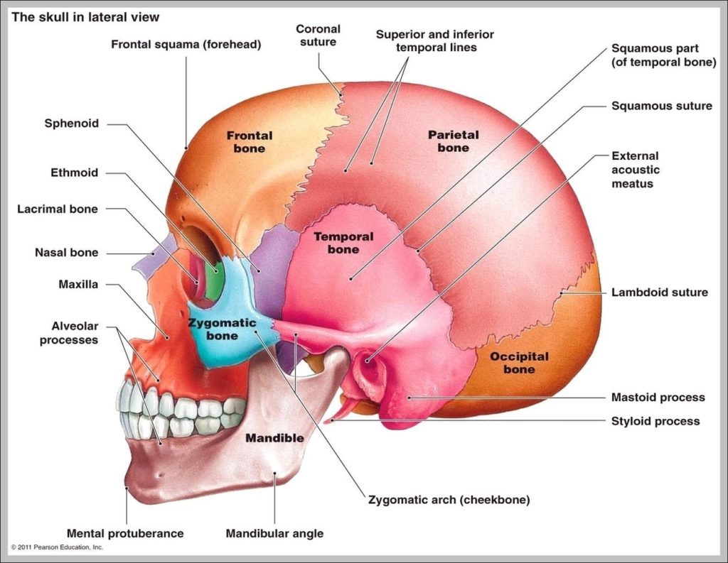 Human Skull Lateral View Image