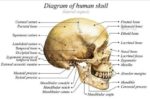 Human Skull diagram