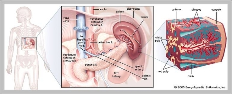 Human Spleen Anatomy Image