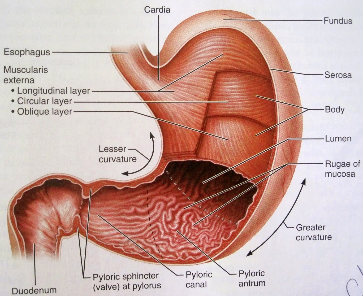 Human Stomach Anatomy