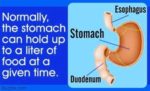 Human Stomach Diagram Labeled