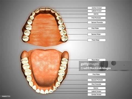 Human Teeth Structure