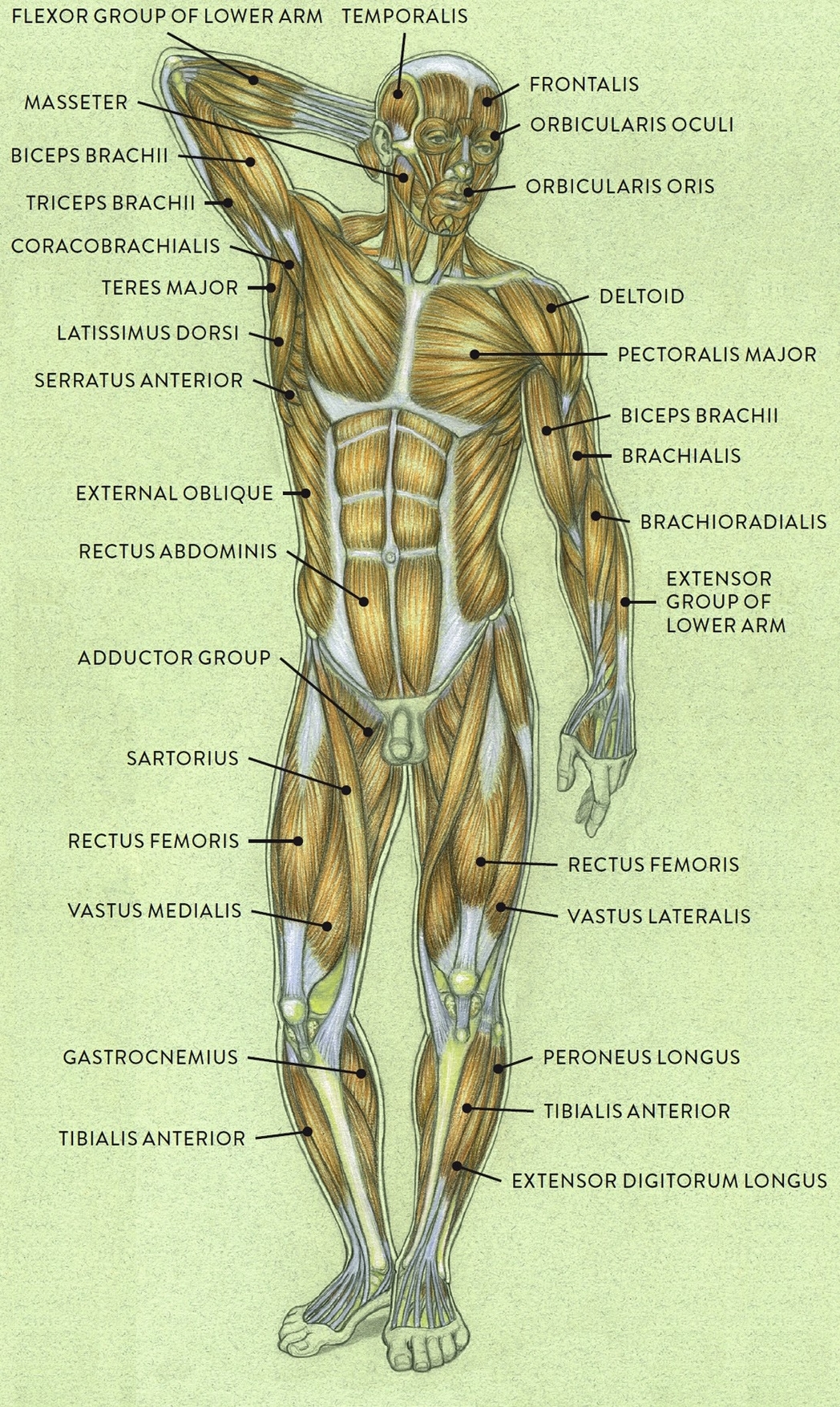 Human Torso Muscles