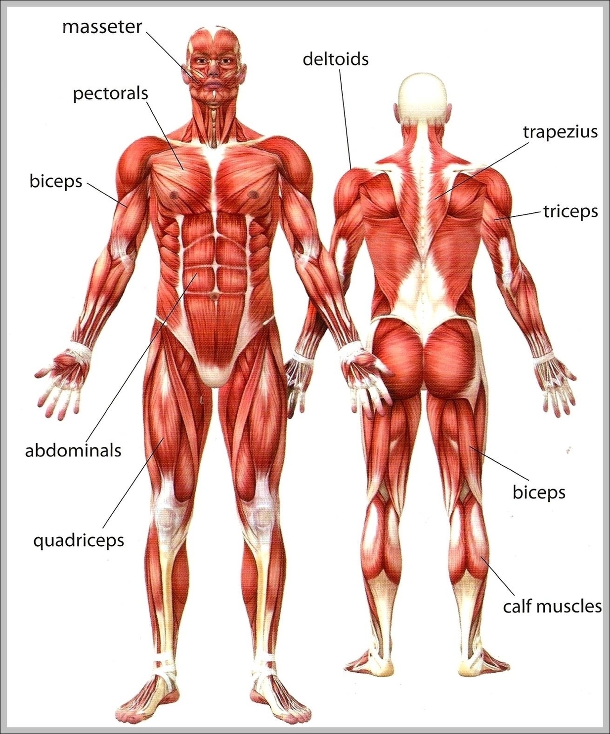 Human Upper Body Anatomy Image