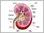 Human Urinary System Diagram Image