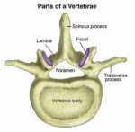 Human Vertebral Column Anatomy