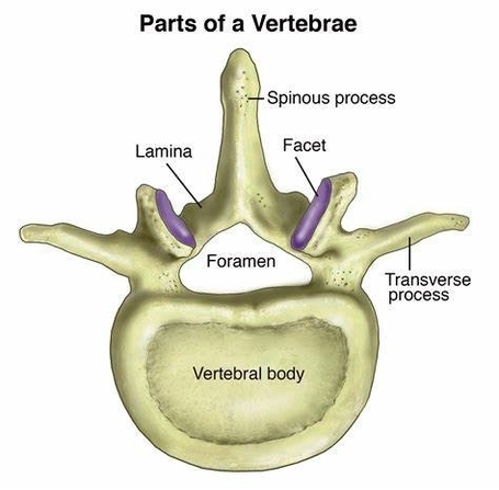 Human Vertebral Column Anatomy
