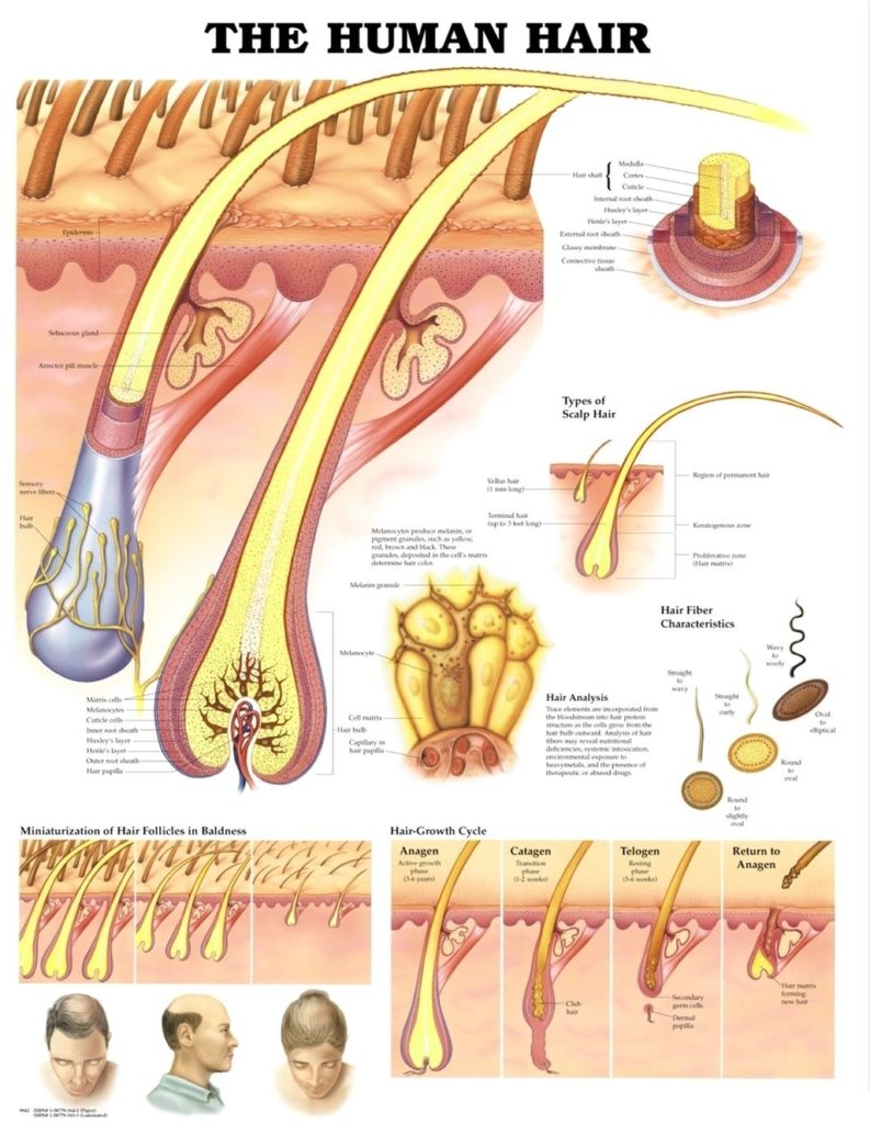 Human hair diagram