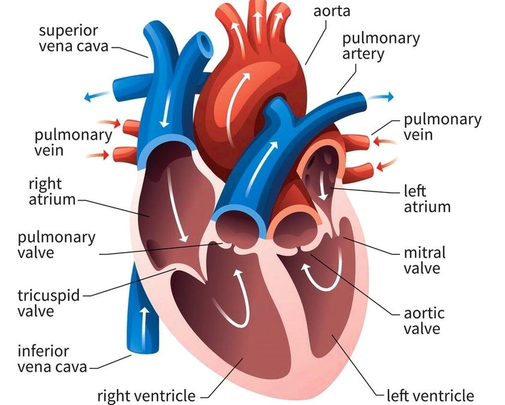Human heart diagram with labels