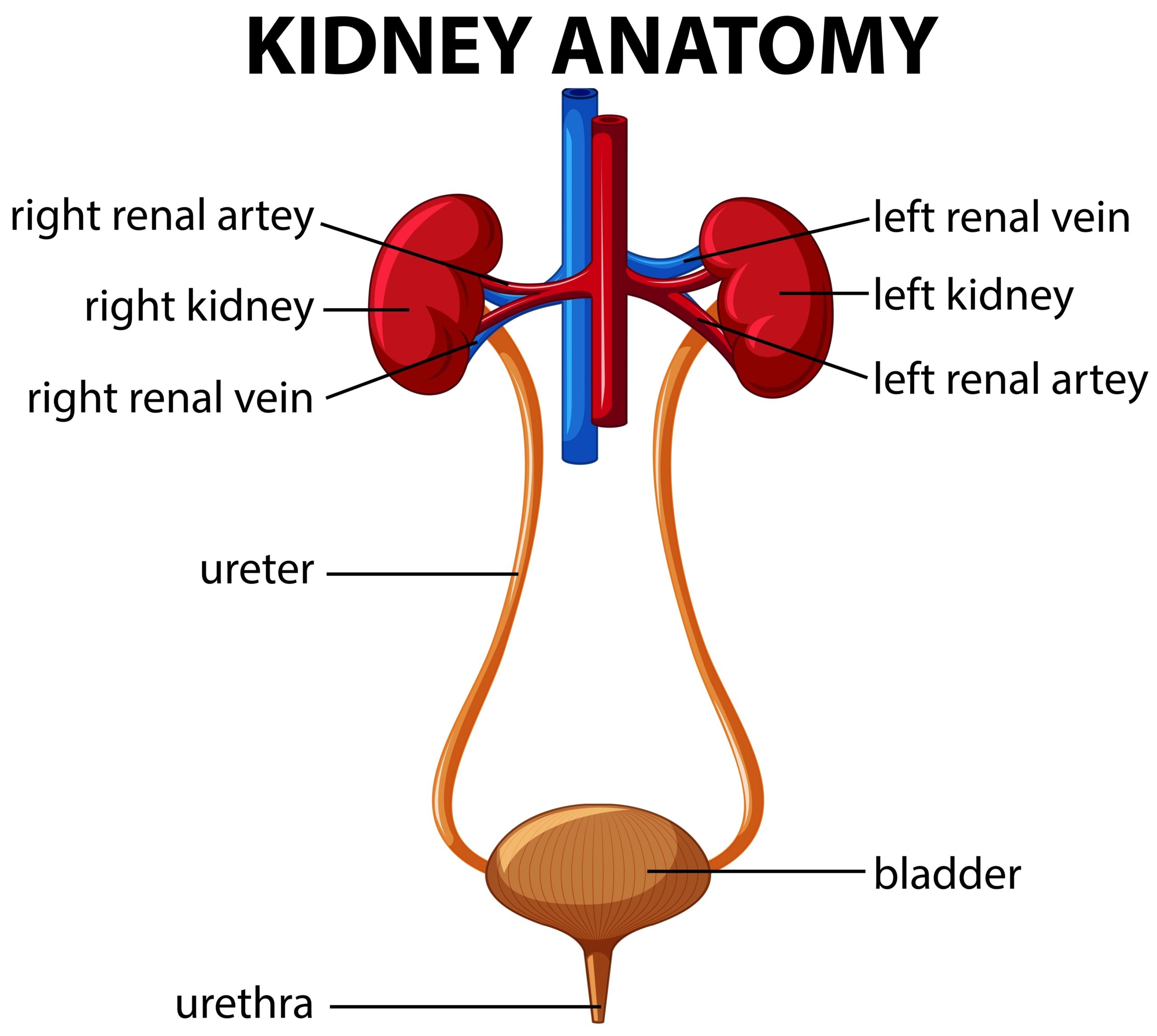 Human kidney anatomy diagram scaled