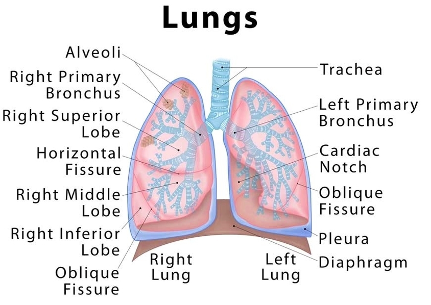 Human lungs anatomy with labels