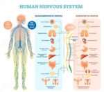 Human nervous system diagram