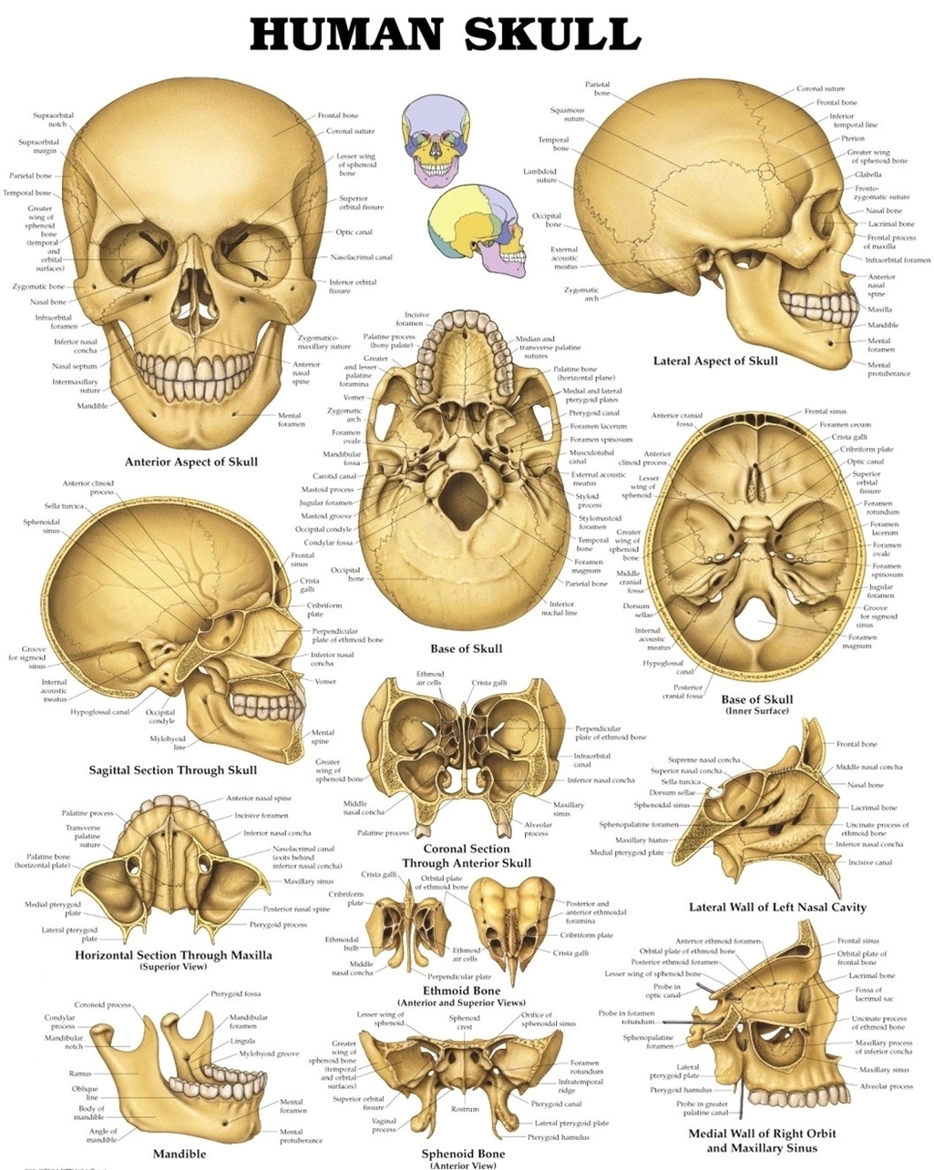 Human skull from different sides