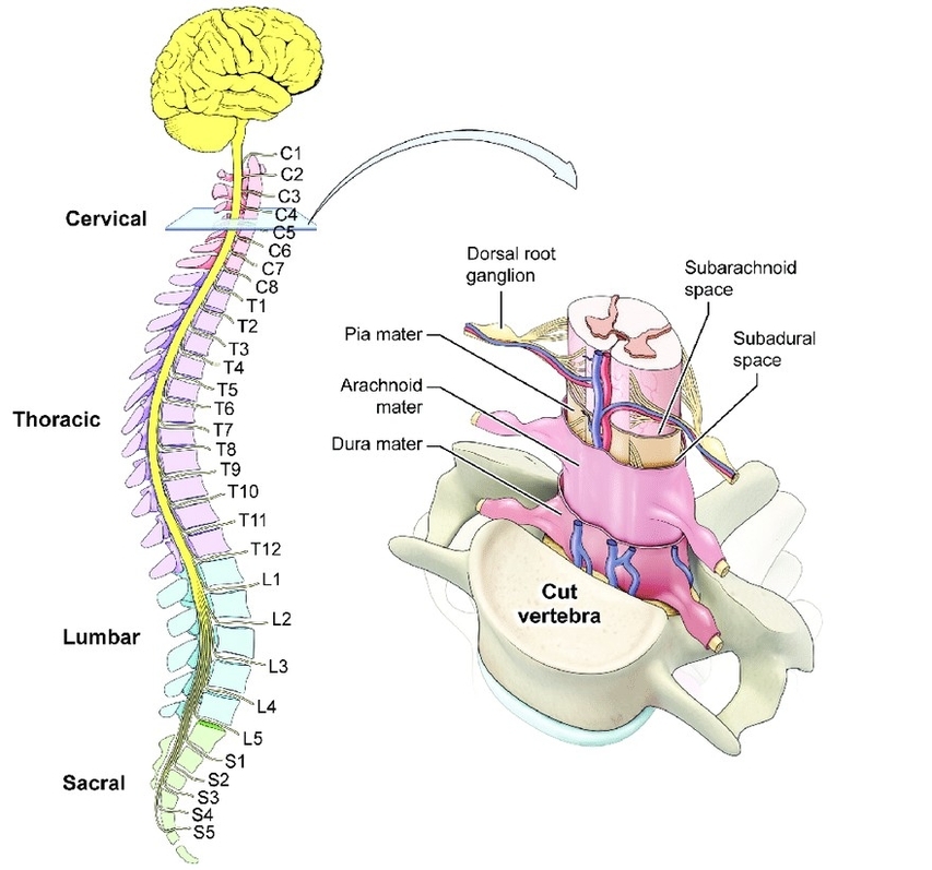 Human spinal cord