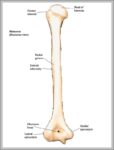 Humerus Bone Picture Image