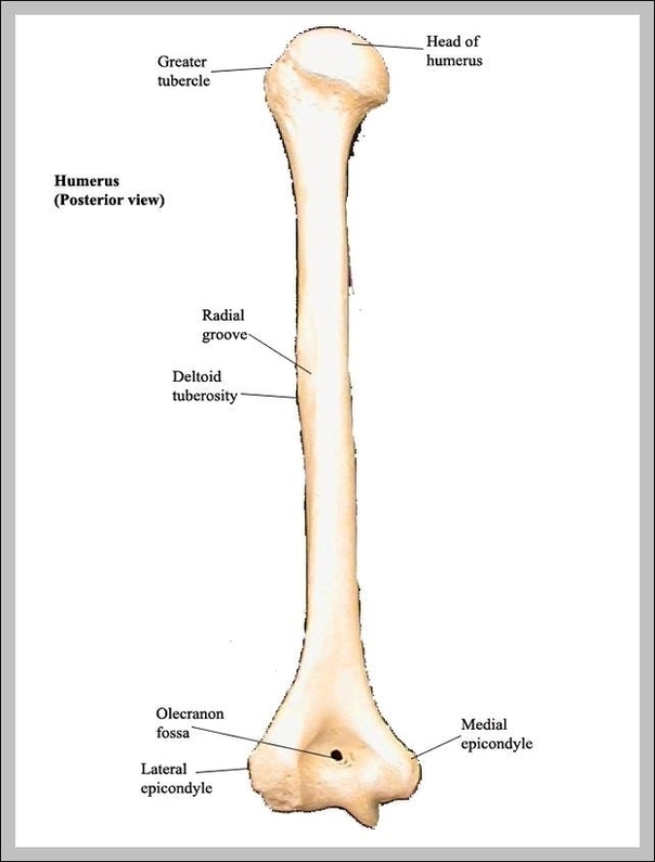 Humerus Bone Picture Image