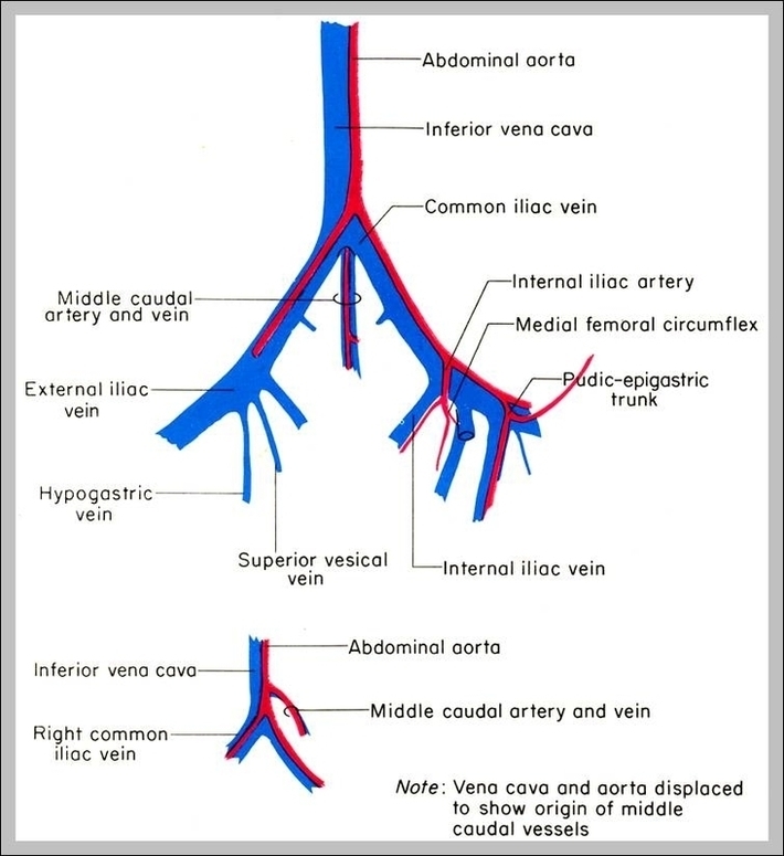 Iliac Artery Anatomy Image