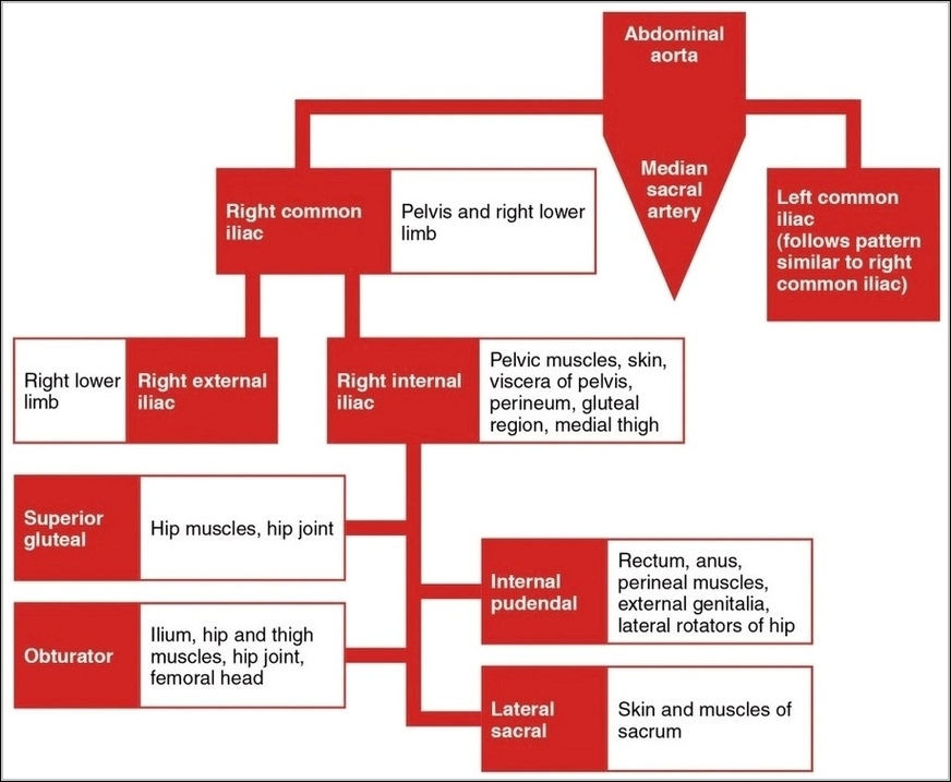Iliac Artery Branches Chart