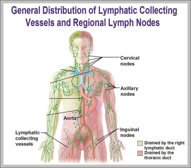 Iliac Node Image | Anatomy System - Human Body Anatomy diagram and ...