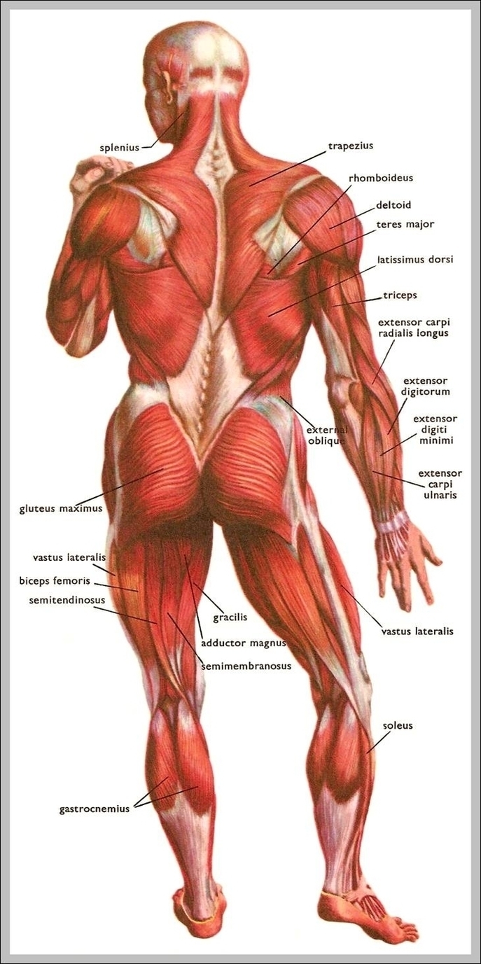 Image Of Human Body Image