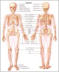 Image Of Skeletal System Image