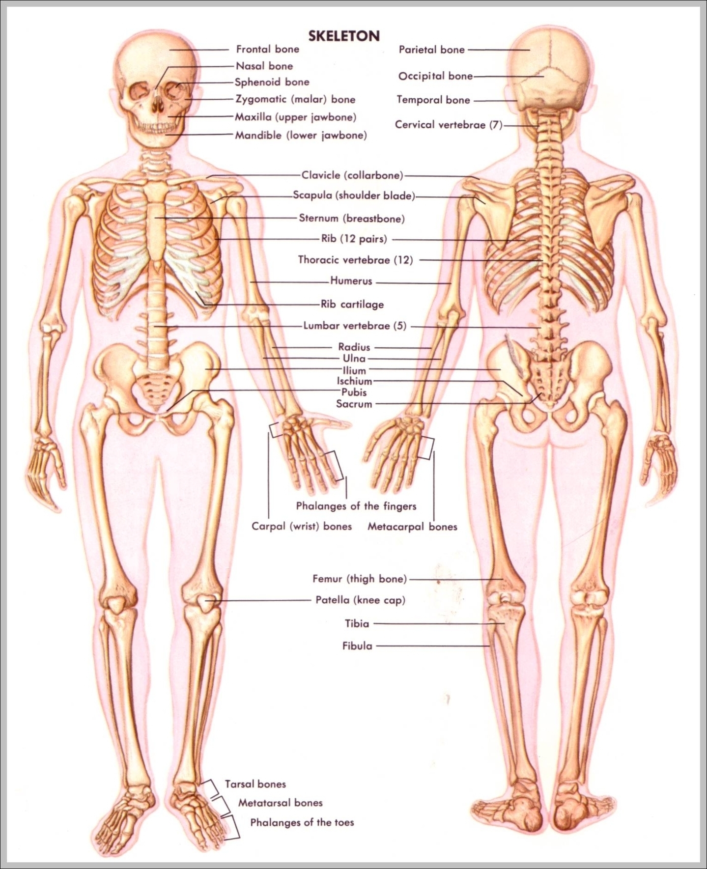 Image Of Skeletal System Image
