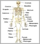 Images Of Skeleton Bones Image