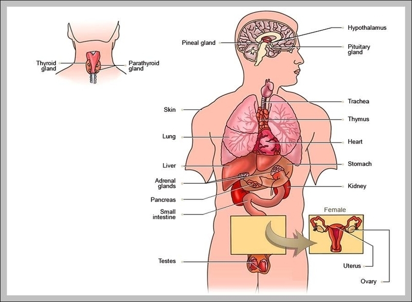 Images Of The Endocrine System Image