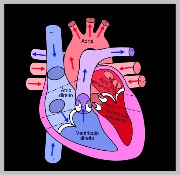 Images Of The Human Heart Image