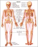 Images Of The Skeletal System Image