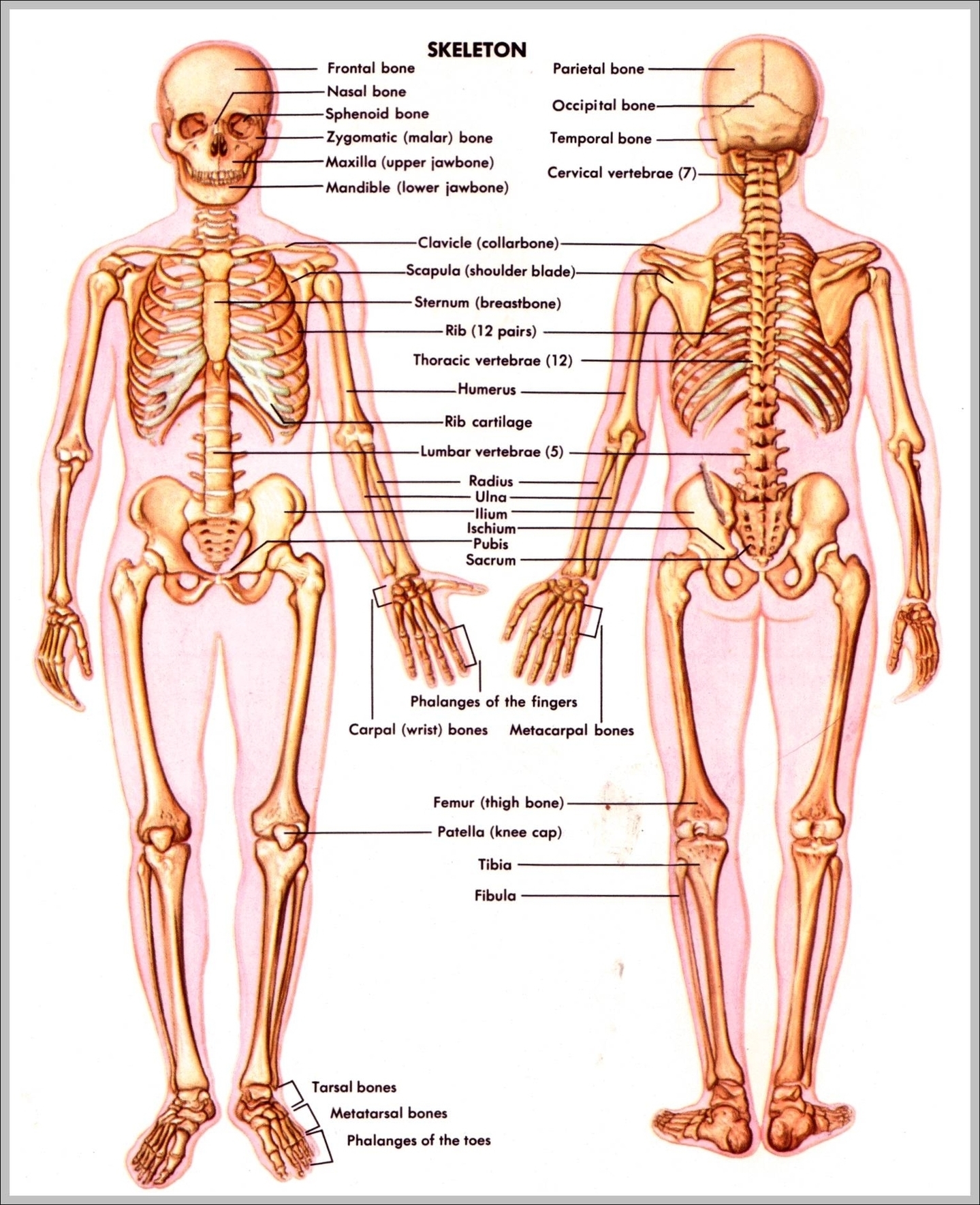 Images Of The Skeletal System Image